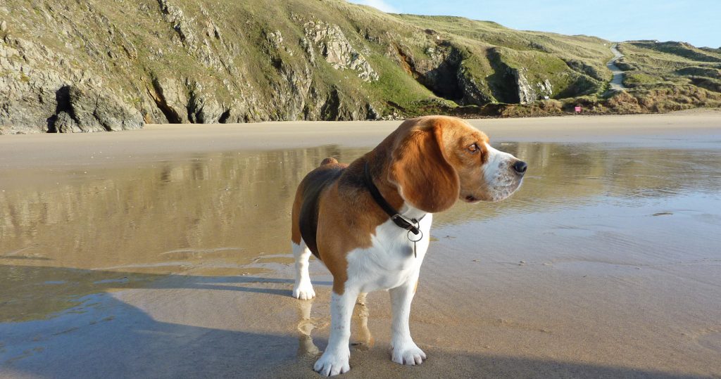 Beagle on a Cornish beach