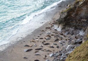 Seals_at_Godrevey_Cornwall